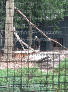 Busch Gardens Ireland 2.png