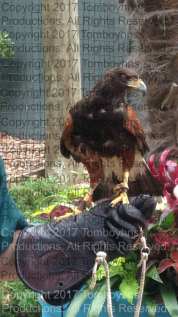 Busch Gardens Ireland 3 Watermark.png