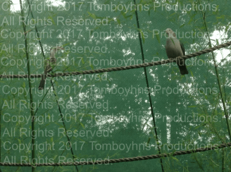 Busch Gardens Ireland 7 Watermark