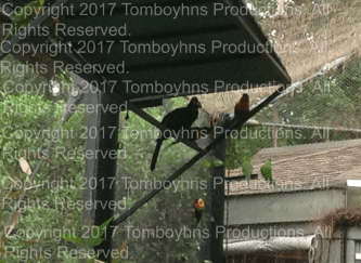 Busch Gardens Ireland 8 Watermark