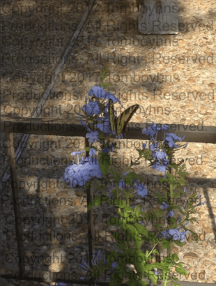 Busch Gardens Italy 2 Watermark