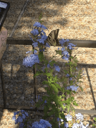 Busch Gardens Italy 3 Watermark