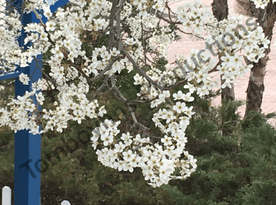 Pretty blossoms watermarked.png